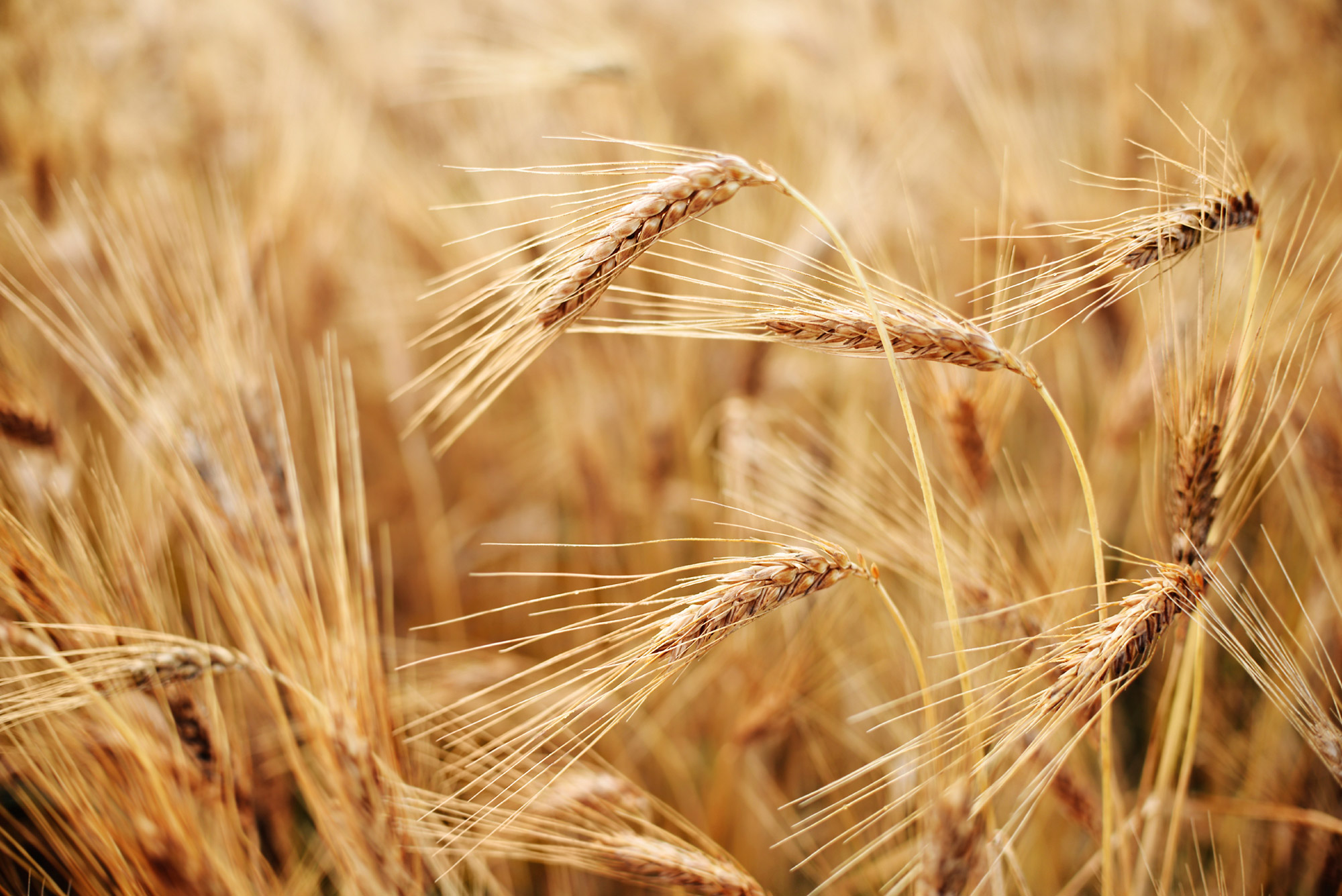 Красная пшеница. Red Wheat.